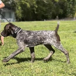 Goldendoodle Puppies from Tri-Star Pointers