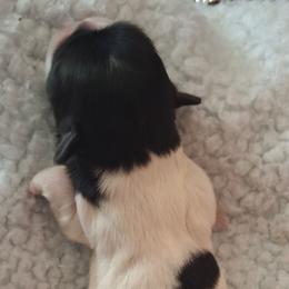 Radar - Black and white male Shih Tzu puppy in Cañon City, Colorado from Terri Geiser-Gilchrist
