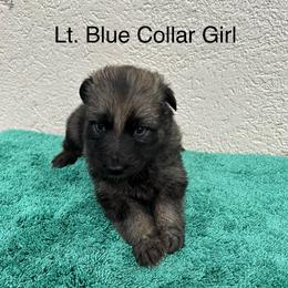 Lt. Blue Collar Girl - Sable female German Shepherd puppy in Columbus, Mississippi from Olde Wolfe German Shepherds