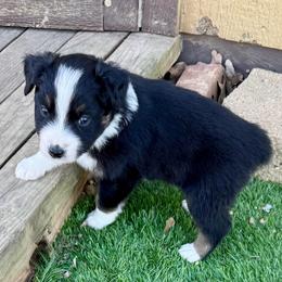 Ace - Black tri-color male Australian Shepherd puppy in Mount Vernon, Texas from RJ's Aussie Posse