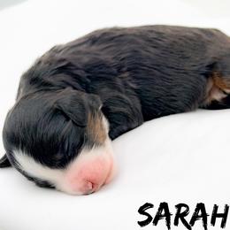 Sarah - Tri-color female Bernedoodle puppy in Tipton, Indiana from Country Creek Doodles