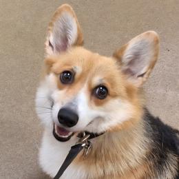 Thelma - Pembroke Welsh Corgi
