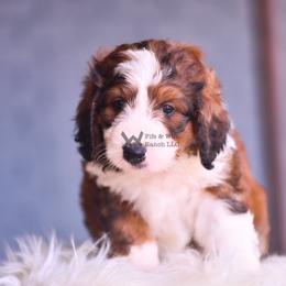 Pink - Sable female Bernedoodle puppy in Macomb, Oklahoma from Fife and Wife Ranch LLC