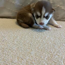 Pomsky Puppies from Pomsky Hills
