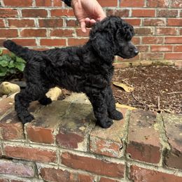 Poodle Puppies from Westborough Standard Poodles