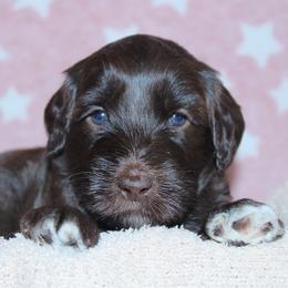 Aphrodite - Chocolate female Labradoodle puppy in Grants Pass, Oregon from Oregon Valley Pups