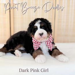 Dark Pink Girl - Tri-color female Bernedoodle puppy in Rochester, New York from Point Breeze Doodles, LLC