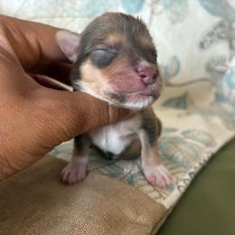 Noah - Liver male Miniature Schnauzer puppy in Hemet, California from Journee Home Mini Schnauzers