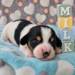 Milkshake 2800 - Piebald male Dachshund puppy in Hendersonville, North Carolina from Snarky Doxy Miniature Dachshunds