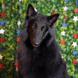 Damon - Belgian Sheepdog