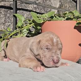 Phoebe - Silver female Great Dane puppy in Towaco, New Jersey from MommaDukes Danes