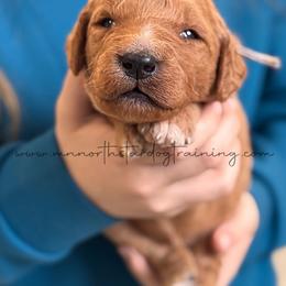 Joe - Red  male Goldendoodle puppy in Lancaster, Minnesota from North Star Dog Training