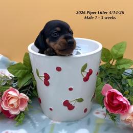 Male 1 - Black and tan male Dachshund puppy in Huggins, Missouri from RJ's Miniature Dachshunds