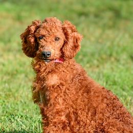 Honey - Goldendoodle