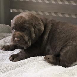 Snuggles - Chocolate female Labrador Retriever puppy in Camden, Indiana from Camden's Caring Canines