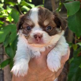 Hank 4300 - Chocolate and white male Chihuahua puppy in Citrus Heights, California from Golden State Chihuahuas