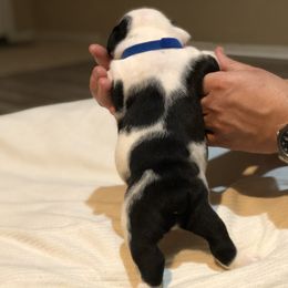 English Bulldog Puppies from Ruza's Bulldogs