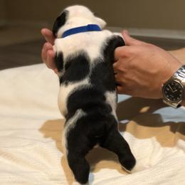 English Bulldog Puppies from Ruza's Bulldogs