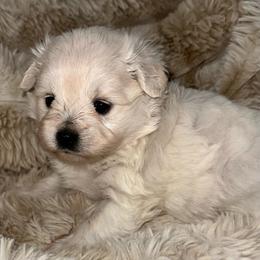 Buttercup - Cream female Pomeranian puppy in Wagner, South Dakota from Lisas Pomeranians