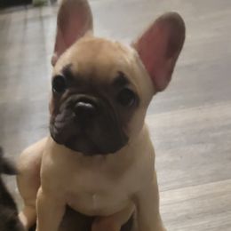 French Bulldog Puppies from Diamond Trixies French Bulldogs