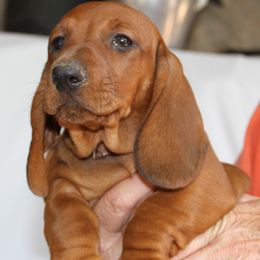 Dachshund Puppies from Wylde Rose Dachshunds