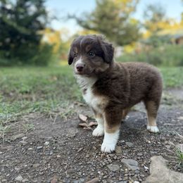 Blade - Red tri male Miniature Australian Shepherd puppy in Natural Dam, Arkansas from Natural State Aussies