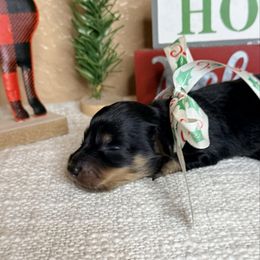 Boy 1 - Black and cream male Dachshund puppy in Winter Haven, Florida from Davidson's Dachshunds