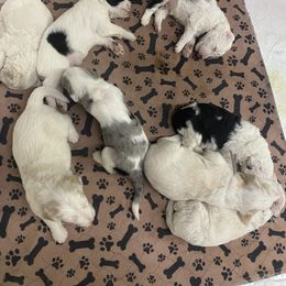 Sheepadoodle Puppies from Jonsies Pups