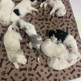 Sheepadoodle Puppies from Jonsies Pups