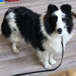 Golden Retriever and Shetland Sheepdog All Grown Up from Mejimo