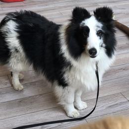 Golden Retriever and Shetland Sheepdog All Grown Up from Mejimo