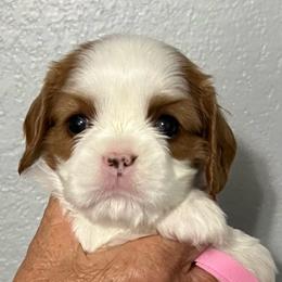 Pink collar - Blenheim female Cavalier King Charles Spaniel puppy in Great Bend, Kansas from Bridgeford Cavaliers