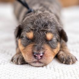 Rowan - Blue merle male Bernedoodle puppy in Erda, Utah from Country Lane Doodles