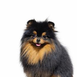 Pomeranian puppies from Peachy Pomeranians