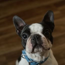 Millie - Boston Terrier