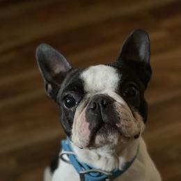Millie - Boston Terrier