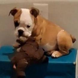 Bryl - Red and white male Bulldog puppy in Odessa, Texas from B-Hive Bulldogs
