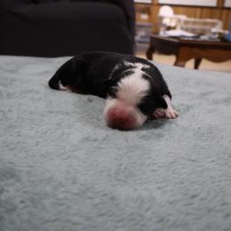 Hestu - Black tri-color male Australian Shepherd puppy in Woodinville, Washington from Cornerstone Australian Shepherds