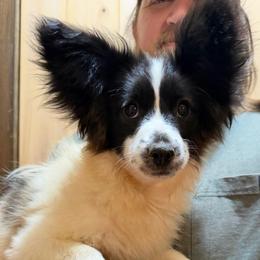Rudi - Female - White and black female Papillon puppy in Blue Ridge, Georgia from Butterfly Ridge