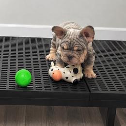 French Bulldog puppies from Gonzalez bulldogs