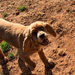 Cocker Spaniel puppies from Doods & Dolls