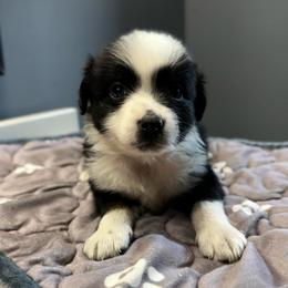 Blue - Black & white male Miniature Australian Shepherd puppy in Bartow, Florida from Peace Creek Aussies