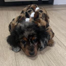 Dachshund and French Bulldog Puppies from Trust Fund Devil Kennel