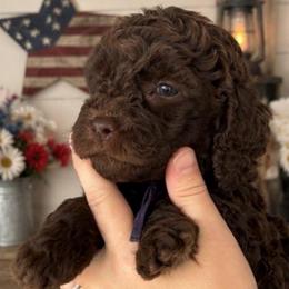 Purple collar - Chocolate female Goldendoodle puppy in Christiana, Tennessee from Rechlicz Family Doodles