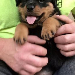 Rottweiler Puppies from Alpha Co. Rottweilers