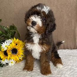 Maestro - Blue merle male Bernedoodle puppy in Seymour, Missouri from D and D’s Dandy Doodles