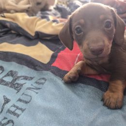 Chunky Monkey - Chocolate male Dachshund puppy in Kirtland, New Mexico from EZ 2 Love Dachshunds