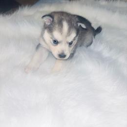 Cinderella - Tri-color female Pomsky puppy in Burton, Michigan from Snow Shark Pomskys