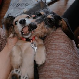 Dachshunds from Mini Dachshunds of Northeast Arkansas