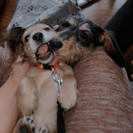 Dachshunds from Mini Dachshunds of Northeast Arkansas